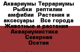 Аквариумы.Террариумы.Рыбки, рептилии, амфибии. Растения и аксесуары - Все города Животные и растения » Аквариумистика   . Северная Осетия